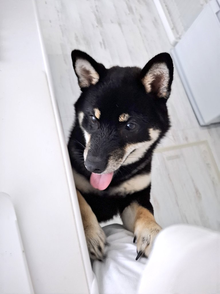 黒柴あおい🐾 on X: 