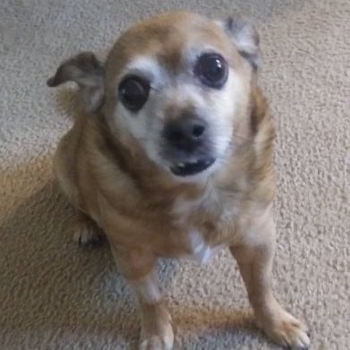 peachandcats's tweet image. TwitterX friends it’d time to
“Do Something” to Keep Marylin & her pup Vinnie in their Home. Please send them ❤️🙏 & Donations at
PayPal.me/BellaandVinnie
@Vinnie958269385 Elvis Trick
Sanchez Stanek Ulta Square #LISA #BamBam #PokemonPresents #ROSÉ #StrayKids #WAFCON2025 #100x