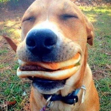 puppyhueka's tweet image. 