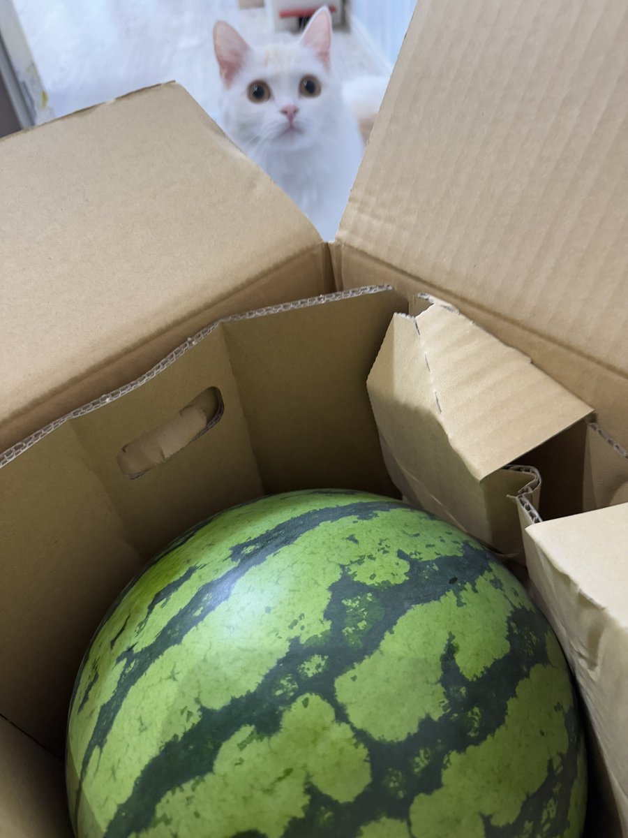 manamikiyota's tweet image. 今日は毎年お願いしている山形の尾花沢すいか来たー🍉