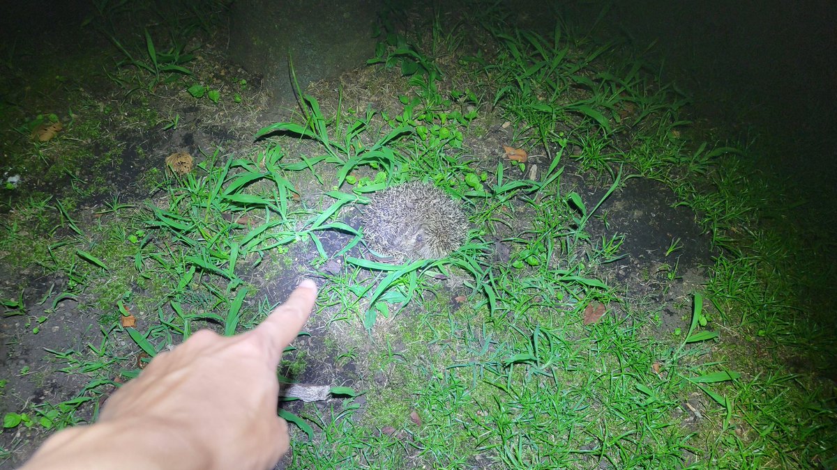 masy034's tweet image. 伊豆高原には栗の木がないのに巨大な栗(特定外来生物の哺乳類)が落ちてます