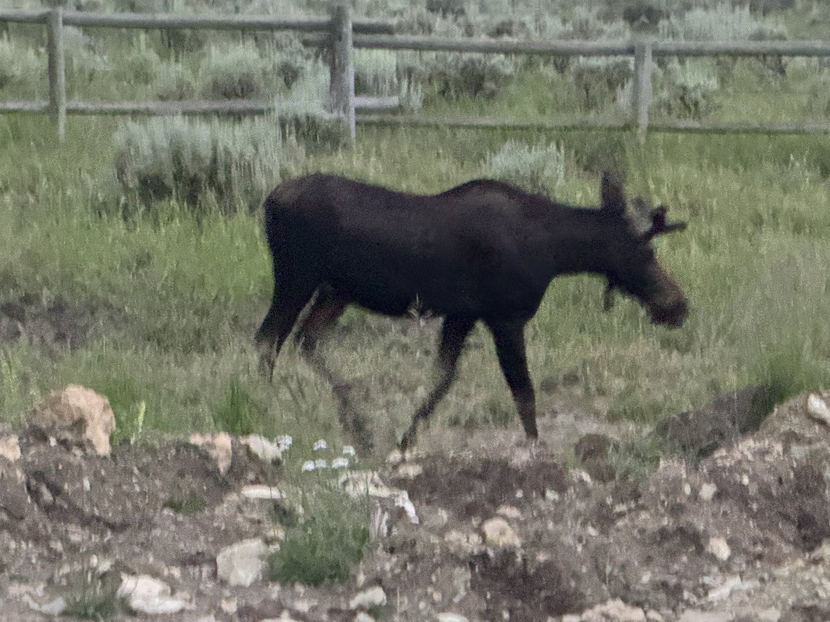 tornadopaigeyy's tweet image. Special weather statement storm chasing turned into seeing ENORMOUS deer, a herd of like a hundred elk, multiple turkey flocks, and 2 moose….. what an adventure. I freaking love Wyoming. I just cried.