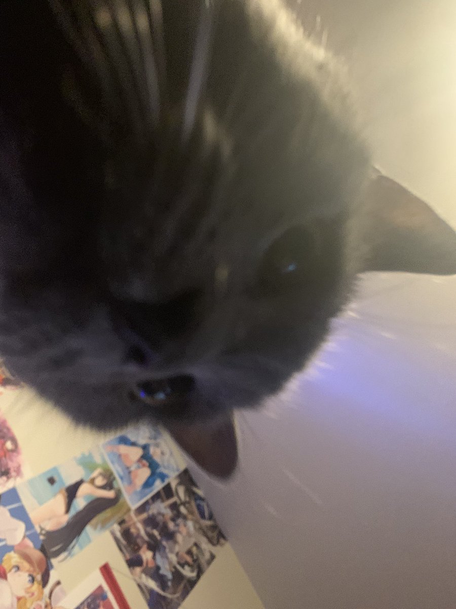 soraskeyblade1's tweet image. Little bastard is on the back of my chair chilling on the headrest while I’m laying down