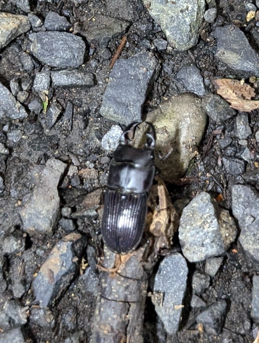 ネブトクワガタ
他の人にあげちゃったけど。