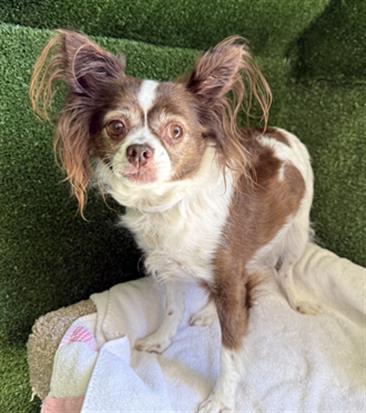 AnimaLancaster's tweet image. * SENIOR *
#A5715184
Female, brown and white Papillon
12 years old.
PetHarbor.com/pet.asp?uaid=L…