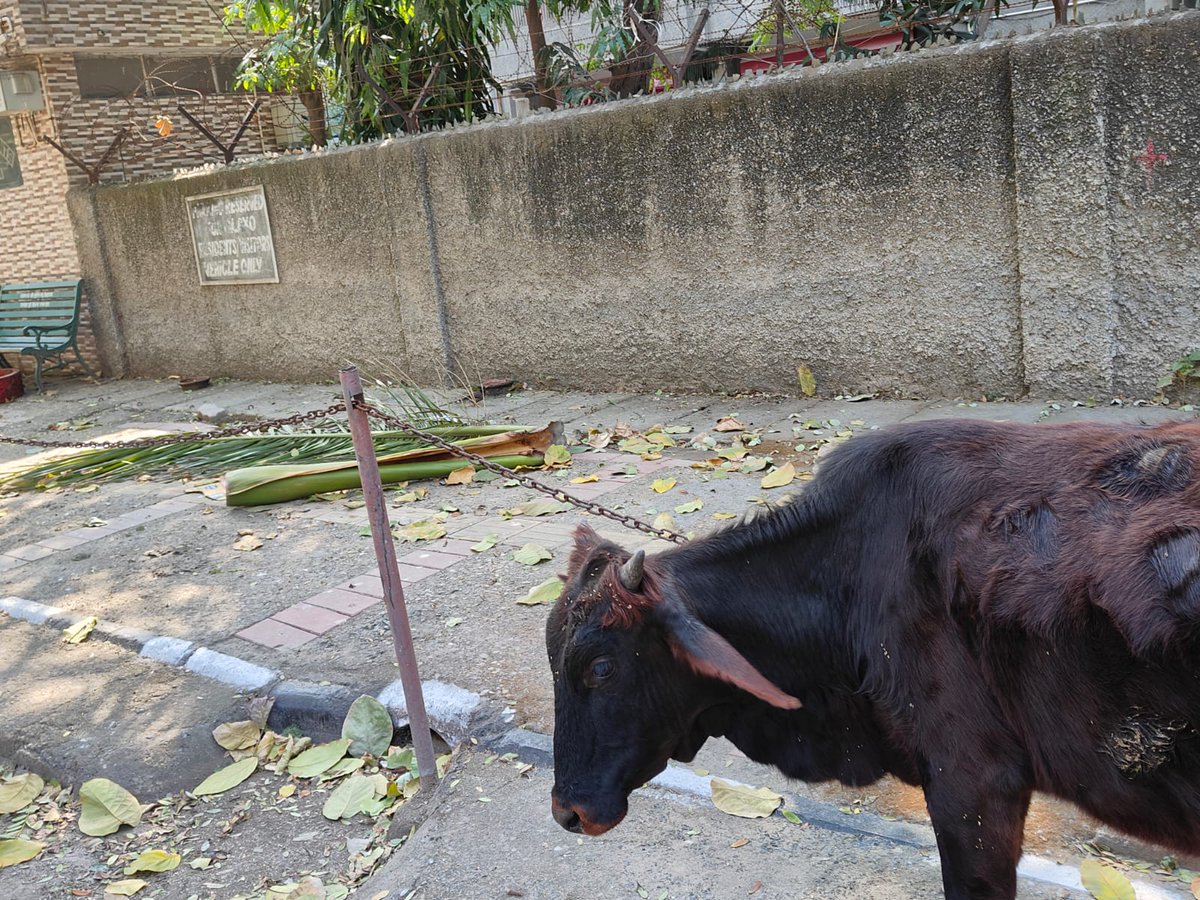 ndcnn's tweet image. My East delhi neighbourhood pavements are chained too. Citizens are forced to walk on the road & fear getting hit by vehicles. Glad @newslaundry highlighted this. Is pavement for cars or pedestrians!
In a Delhi neighbourhood, the pedestrian zone wears chains…
