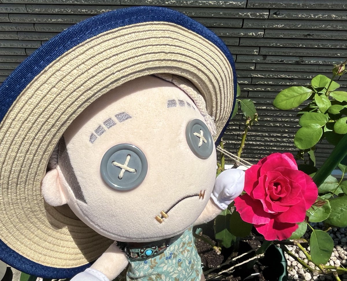 onasu_zattaaka's tweet image. 今日咲いてた薔薇🌹
ラパリジェンヌ、羽衣、クレイジー・トゥー
旅行中枯れてしまうんではないかと心配してましたが、対策をとったおかげかなんとか生きていてくれました!🙌
(´⊗ ⊗`)よかったです