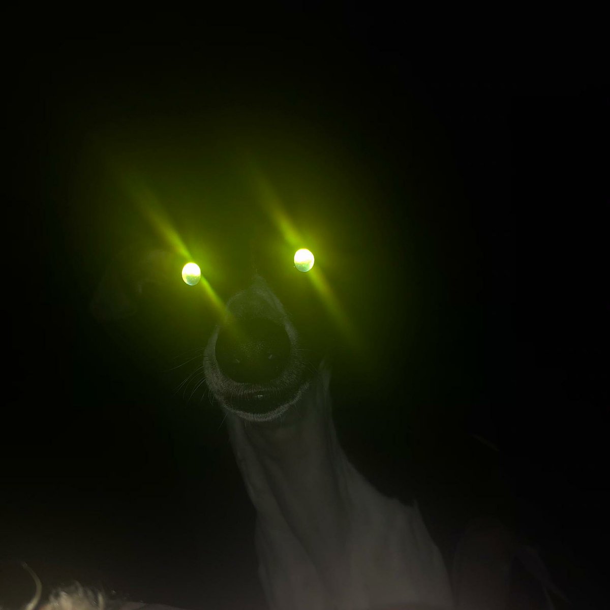 Key4SkeletonA's tweet image. Could I talk to you about our savior, geezus?