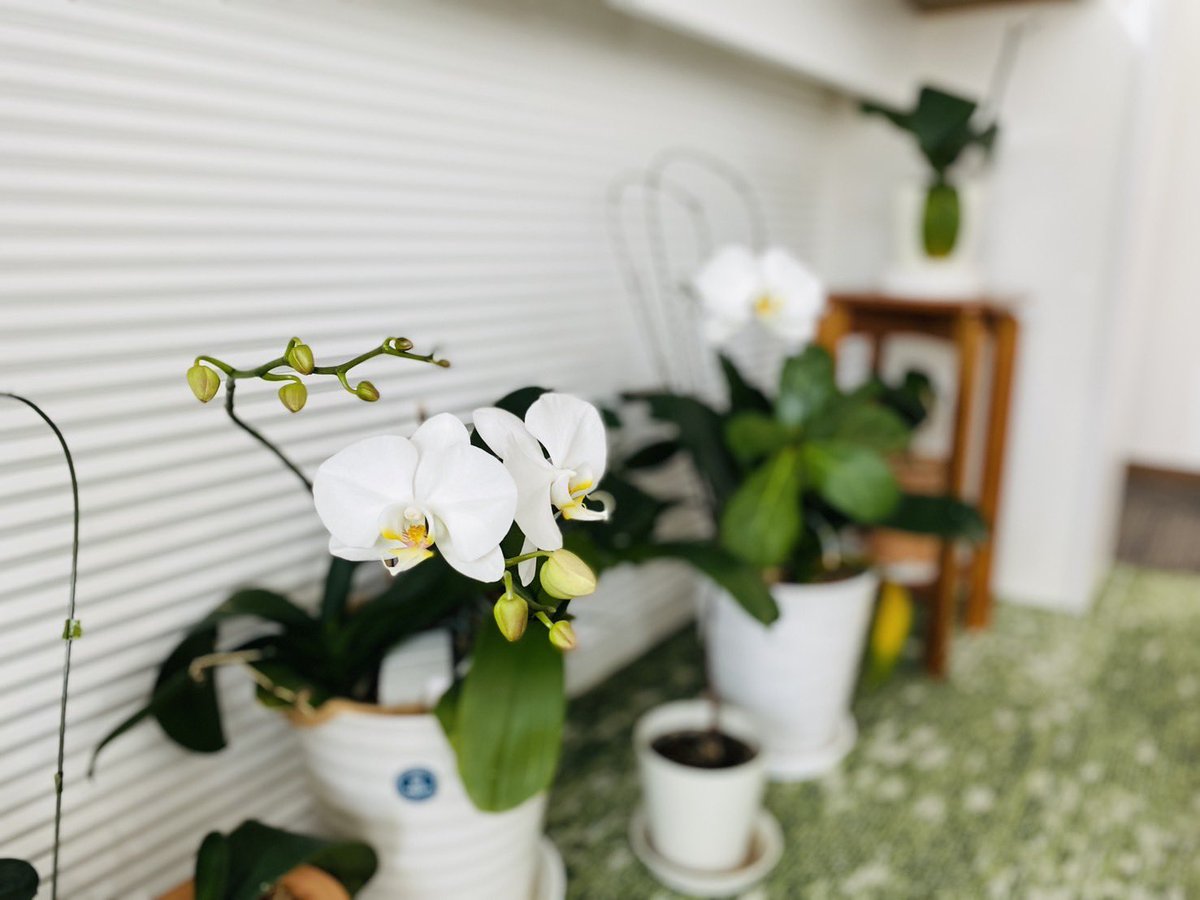 KORIYAMAKYOUKAI's tweet image. カフェはなかつみも今週末のパネル展に向けて準備をしています。
カフェも夏らしく爽やかな装いとなっております。(献堂式で皆様から頂いた胡蝶蘭も婦人の方が大切に育てられ、再びお花が咲きました(お花))…