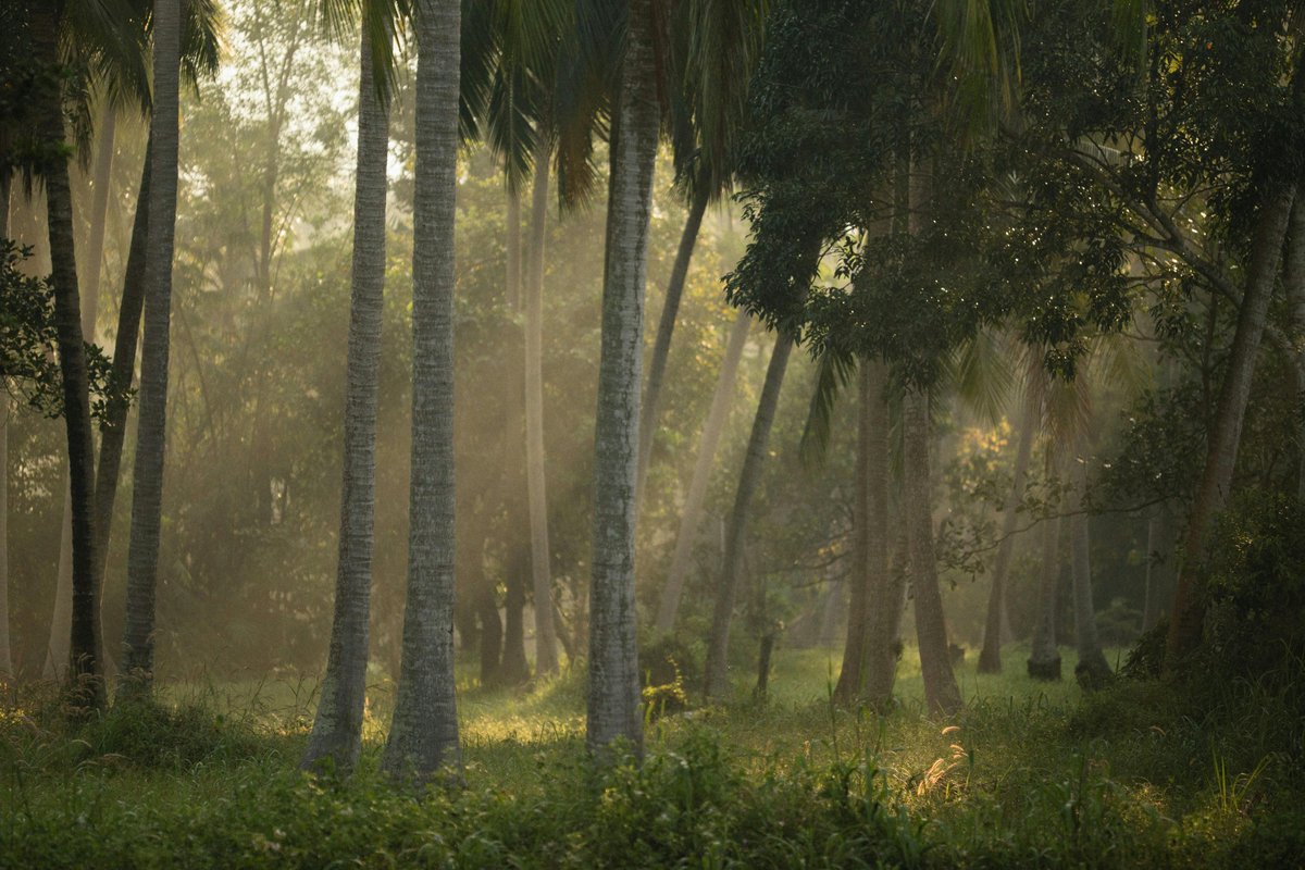 TF_Global's tweet image. Reforestation is a global treasure—not because it follows old systems, but because it restores them.
It rebuilds what others say is lost.