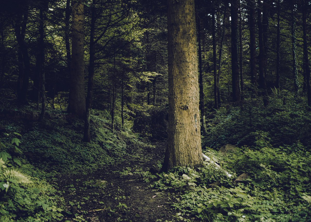 TF_Global's tweet image. Forests create peace of mind. Around the world, people instinctively retreat to trees when they need to recover, reflect, or reconnect.