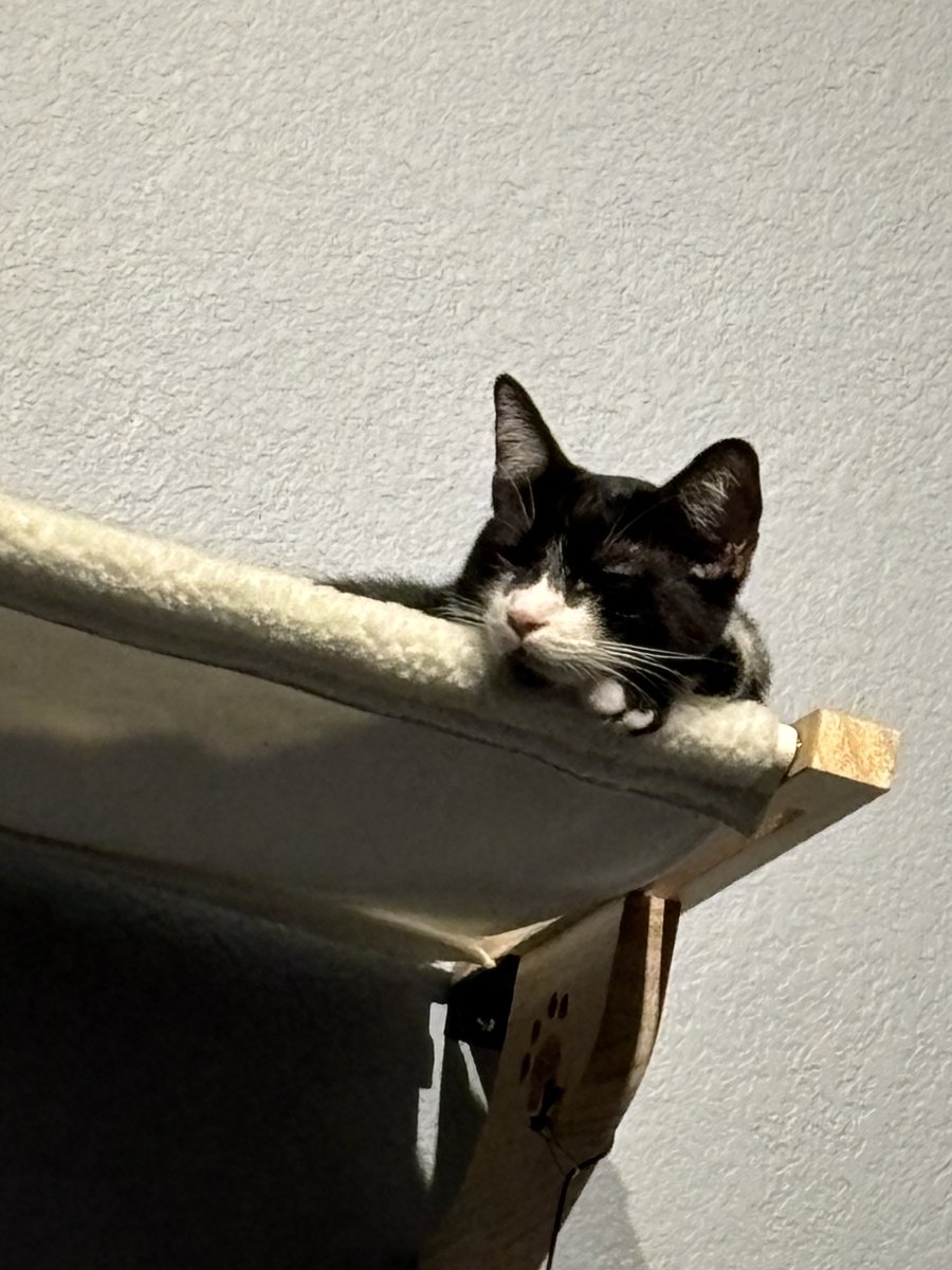 TheDailyCatGuy's tweet image. 