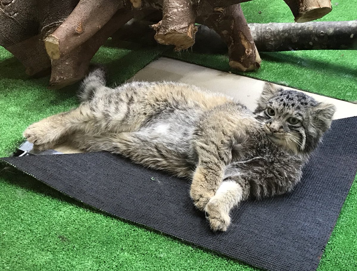 mitaka_doooon's tweet image. 本日のマヌルネコです🐱

セクシーコマヌル🩷

#マヌルネコ #アズ 
#那須どうぶつ王国