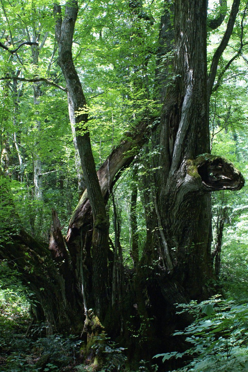 TF_Global's tweet image. There’s a tree that smells like cake.
The katsura tree drops sweet-scented leaves in fall—just one more reason to wander the woods.