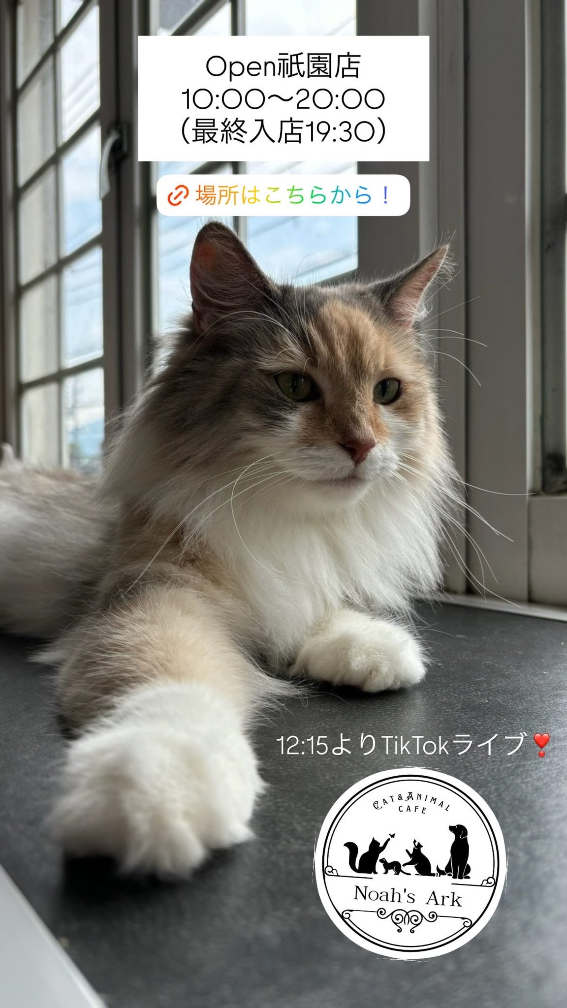 Cat＆Animal Cafe Noah's Ark on X: 