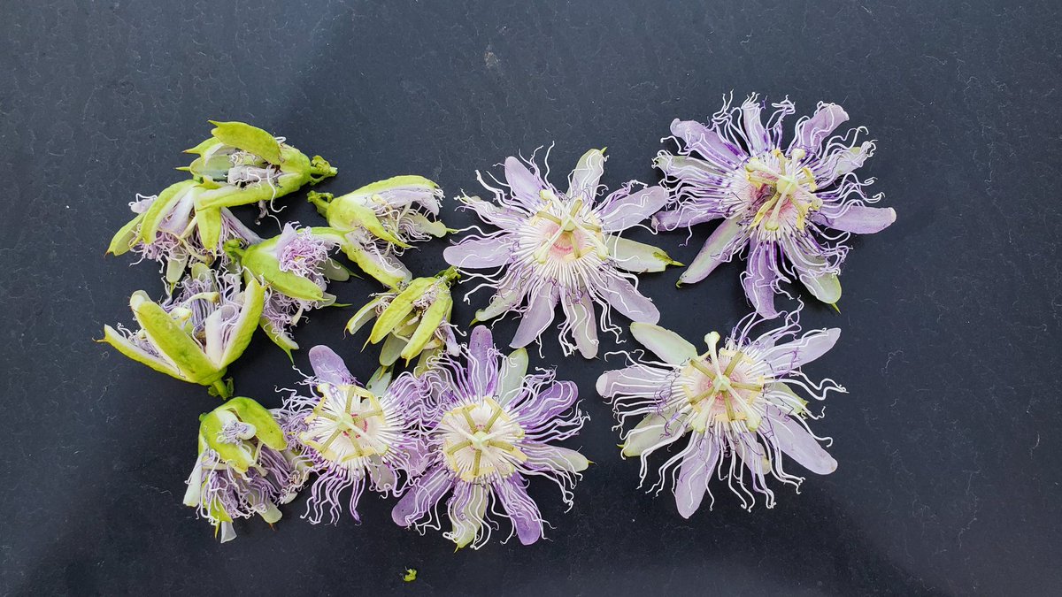 HomesteadAmeric's tweet image. Passion flower tincture coming up.