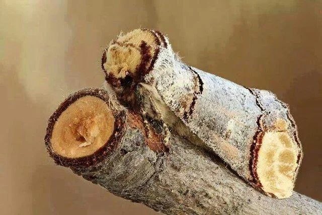 MonsterFangss's tweet image. The buff-tip moth pisses me off. Literally one of the coolest examples of mimicry ever. Fuck you. I love you