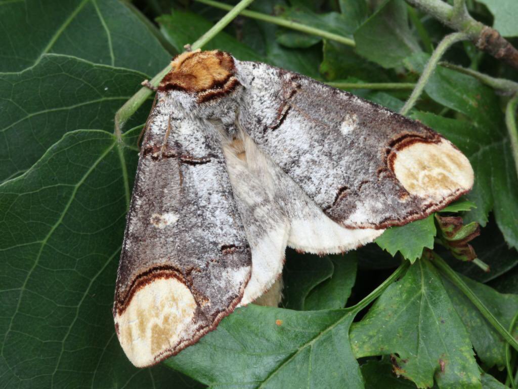 MonsterFangss's tweet image. The buff-tip moth pisses me off. Literally one of the coolest examples of mimicry ever. Fuck you. I love you