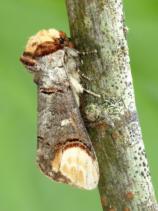 MonsterFangss's tweet image. The buff-tip moth pisses me off. Literally one of the coolest examples of mimicry ever. Fuck you. I love you