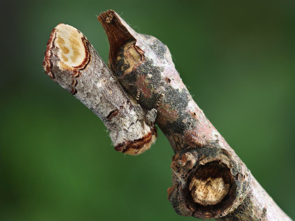 MonsterFangss's tweet image. The buff-tip moth pisses me off. Literally one of the coolest examples of mimicry ever. Fuck you. I love you