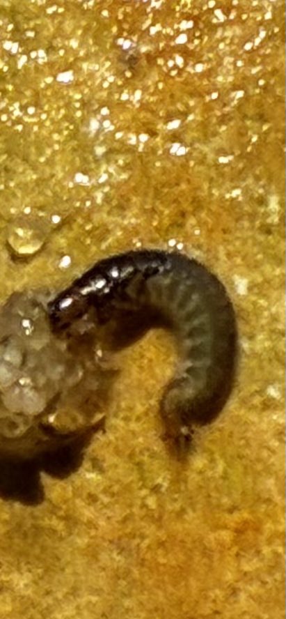 KeithPiccard's tweet image. Found a beautiful Hydropsychidae in the Platte River today. Note the three sclerotized nota (pronota, mesonota, and metanota) right behind the head.