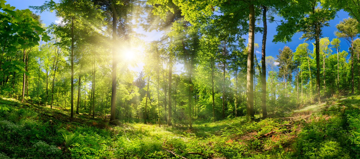 TF_Global's tweet image. Floods. Wildfires. Landslides.
We keep reacting.
Forests help us prevent.
Reforest to build natural resilience before the next disaster hits.