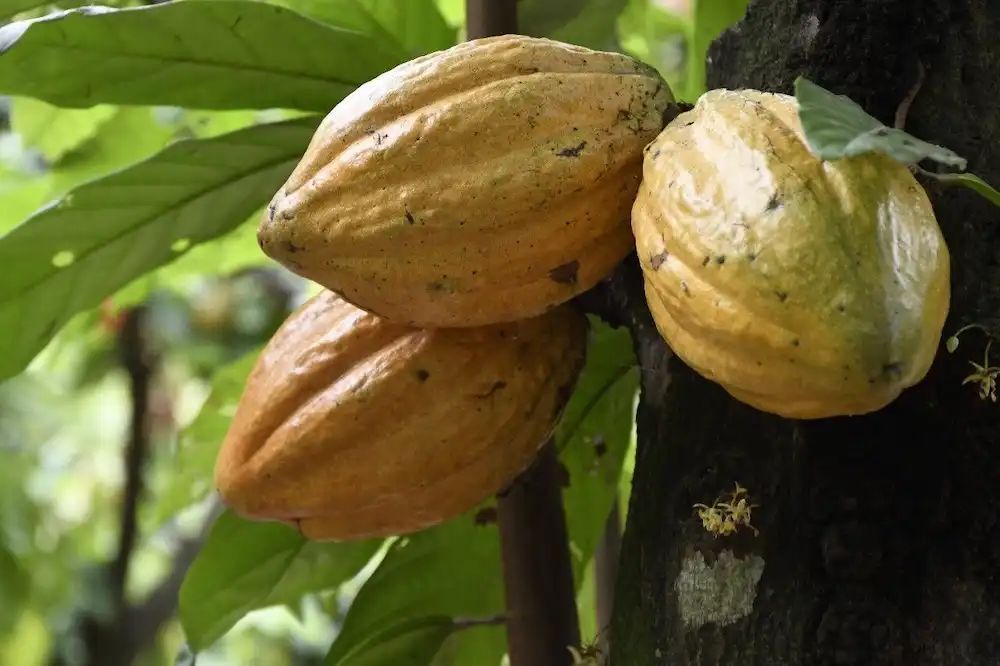 GlobalPlantGPC's tweet image. Mapping maternal lineages of fine aroma cocoa through chloroplast DNA globalplantcouncil.org/mapping-matern… via @untrm via Phys.org #PlantScience