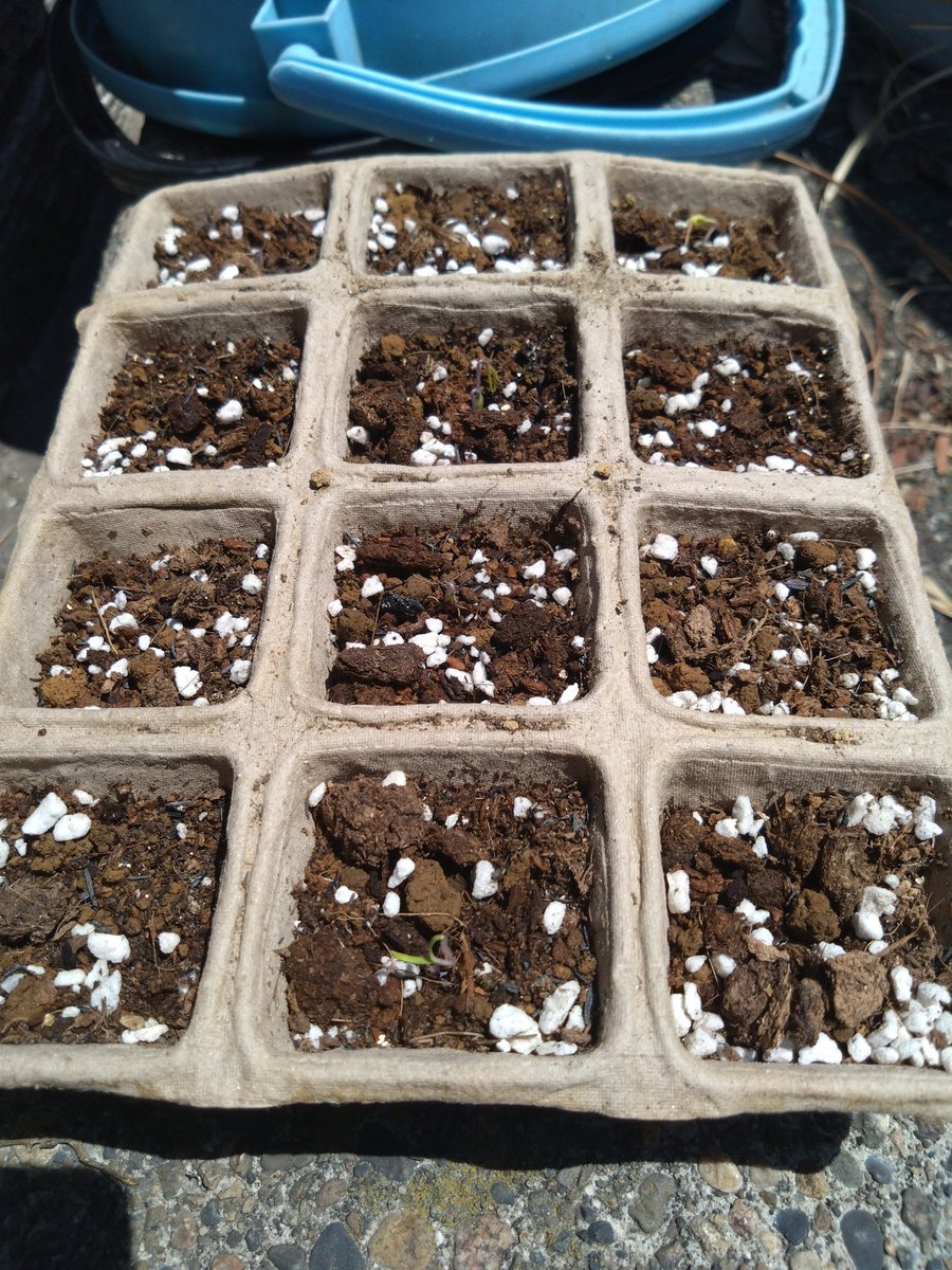 streamAPI_gumi's tweet image. 今更ながら植えた種が発芽したぜ。
やったぜ。