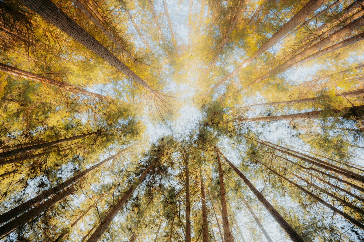 TF_Global's tweet image. They say reforestation can’t scale.
They said restoring ecosystems was impossible.
They’ve doubted nature—every time.
But nature doesn’t give up.
Don’t bet against the force that works 24/7. 🌳