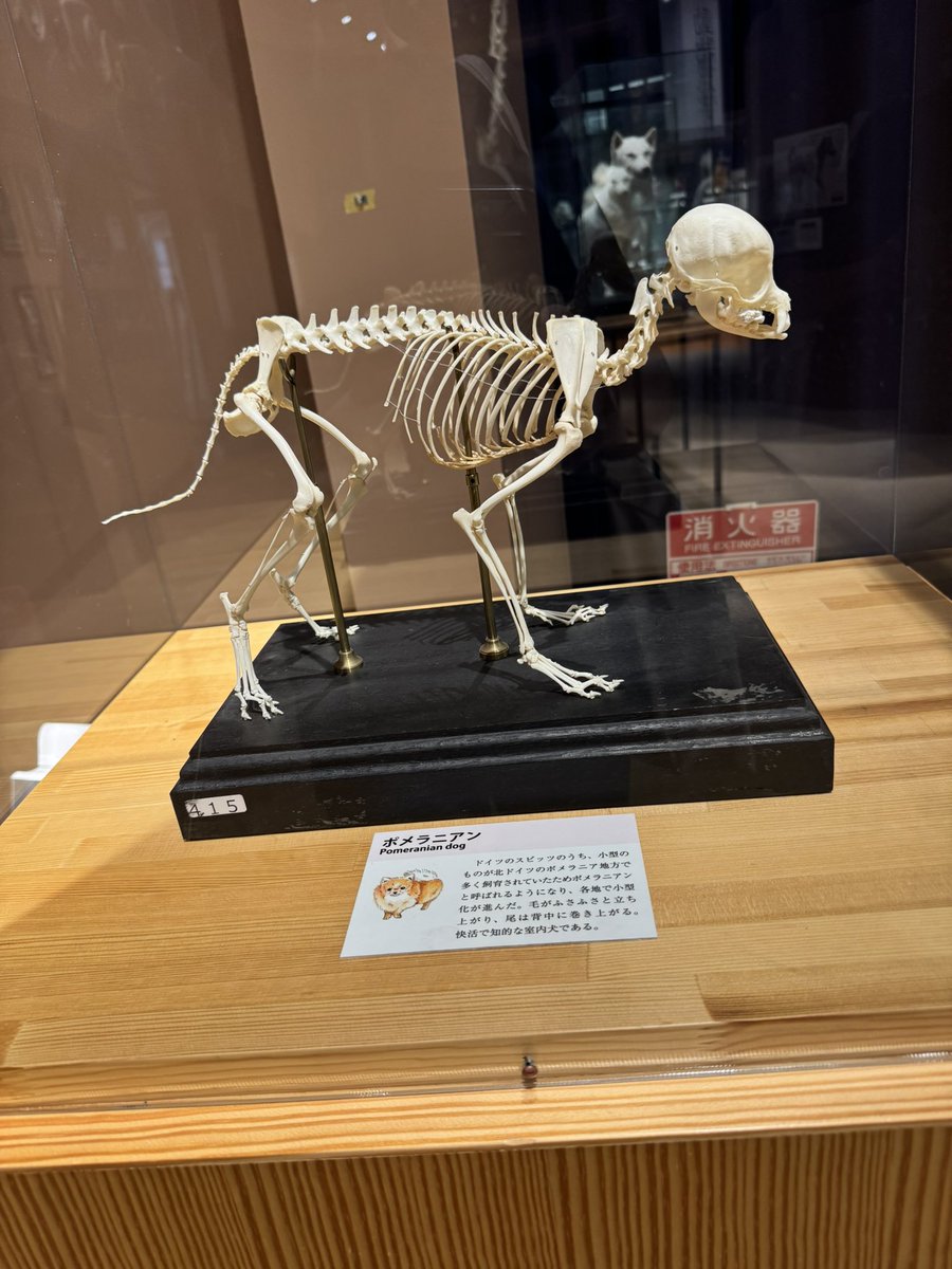 tsuka_ken1's tweet image. 先日、講演の途中で立ち寄った麻布大学いのちの博物館が良かった。骨格標本たくさん。アナコンダもあり。