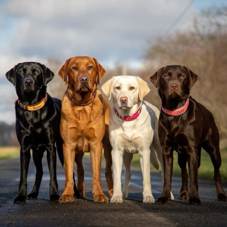 Tweet of Animals (@tweetofanimals1) on Twitter photo  Tweet of Animals (@tweetofanimals1) on Twitter photo