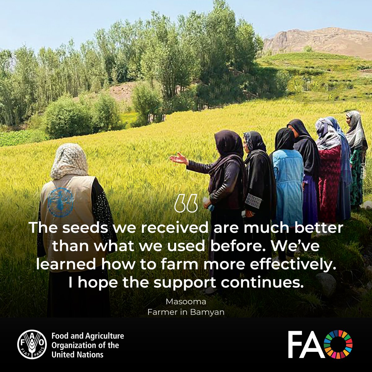 FAOAfghanistan's tweet image. Women farmers in Foladi village, Bamyan, share how @FAO wheat seed support improved their yields, skills & confidence. With few livelihood options, FAO’s principled, gender-sensitive agricultural assistance helps ensure women remain central to food production & nutrition efforts.