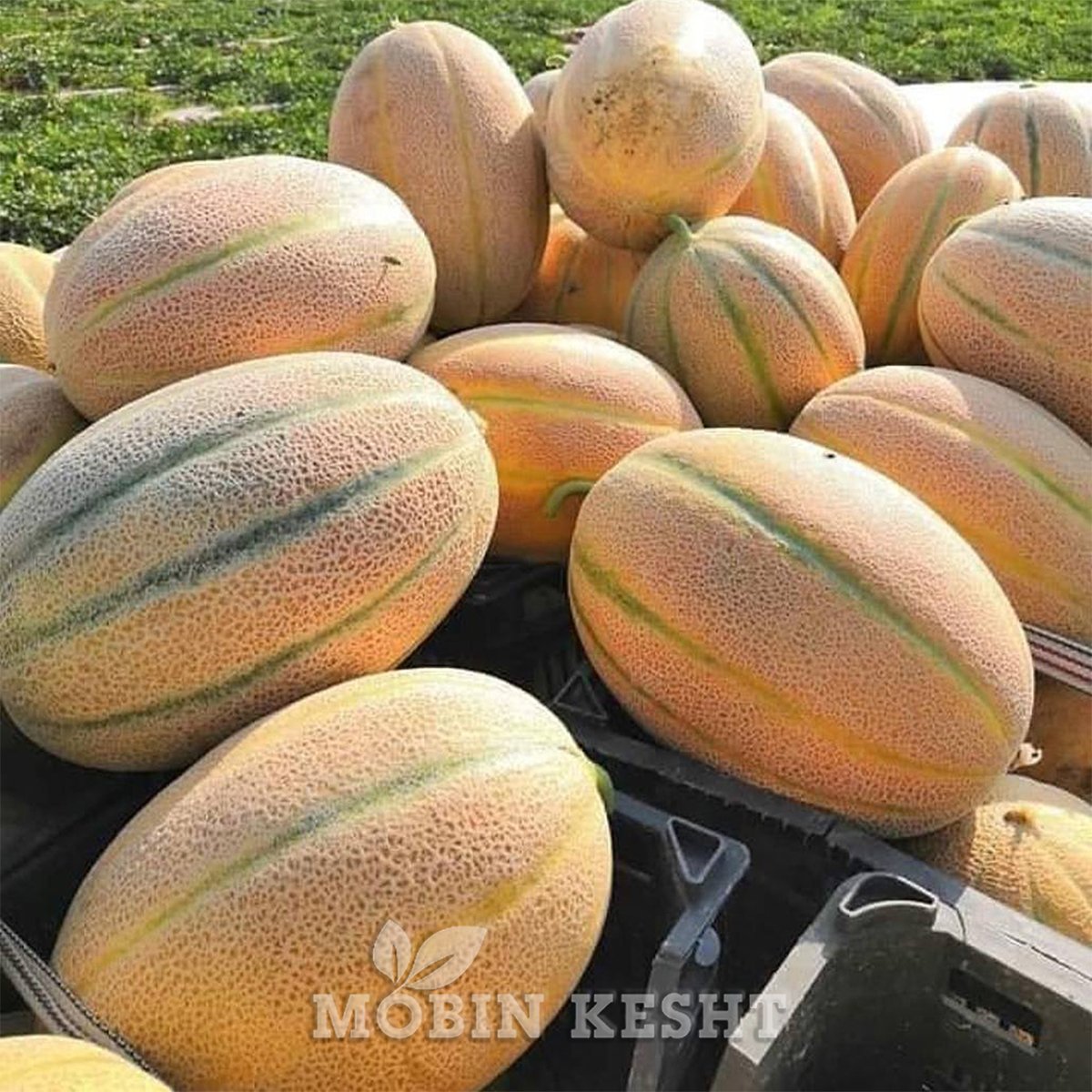 Asghari_Sani's tweet image. برای تولید هر یک کیلو خربزه به 150 تا 170 لیتر آب نیاز هست. اما خود خربزه کیلویی 10 تا 20 هزار تومان به فروش میرسد. عمق چاههای آب در تربت جام تا دهه 80 حدود 130 تا 150 متر بوده و الان به بالای 300 متر رسیده!
به جای ممنوع شدن کشت خربزه و هندوانه ...آب خانهها را قطع میکنند.