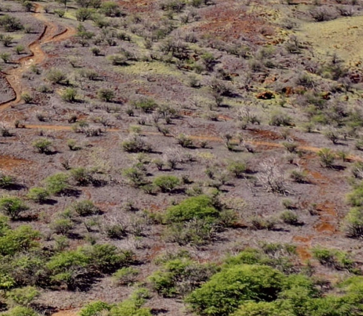TF_Global's tweet image. Where forests disappear, deserts often follow. Tree roots hold water and life in place; without them, the land forgets how to stay green.