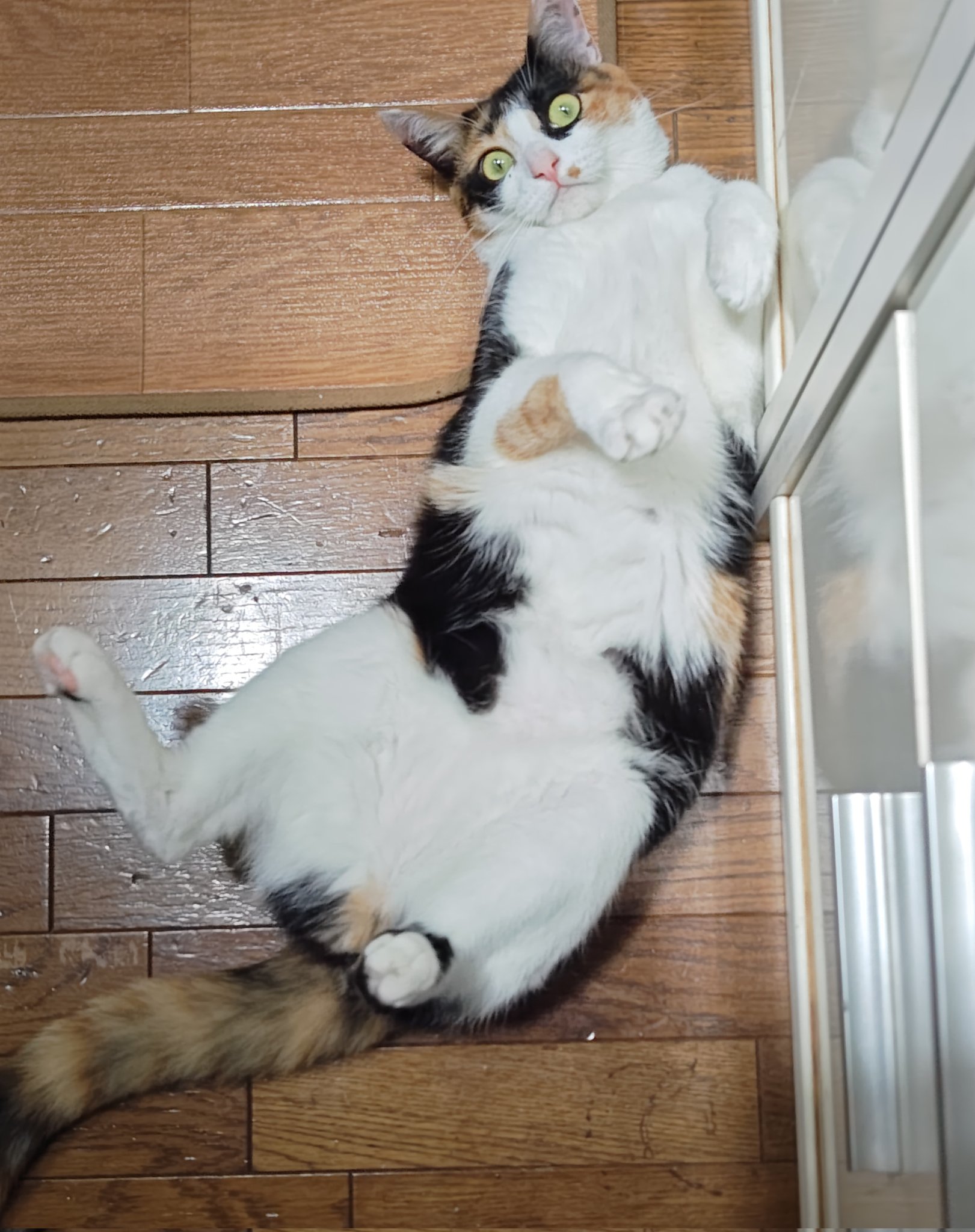 【激レア】おにんぎょ屋　葉　ちび猫　① 90638214_1.jpg