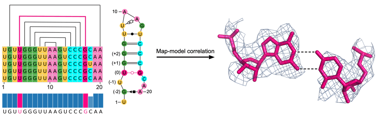BevilacquaLab (@phil_bevilacqua) on Twitter photo Pleased to share our new article on alternative protonation states of RNA: "Identification and characterization of shifted G•U wobble pairs resulting from alternative protonation of RNA" out in @NAR academic.oup.com/nar/article/53… Pleased to share our new article on alternative protonation states of RNA: "Identification and characterization of shifted G•U wobble pairs resulting from alternative protonation of RNA" out in @NAR academic.oup.com/nar/article/53…