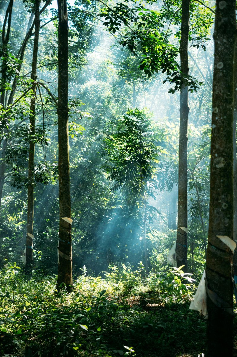 TF_Global's tweet image. Forests are Earth’s immune system.
They buffer shocks, resist disease outbreaks, and stabilize the climate like no other system can.