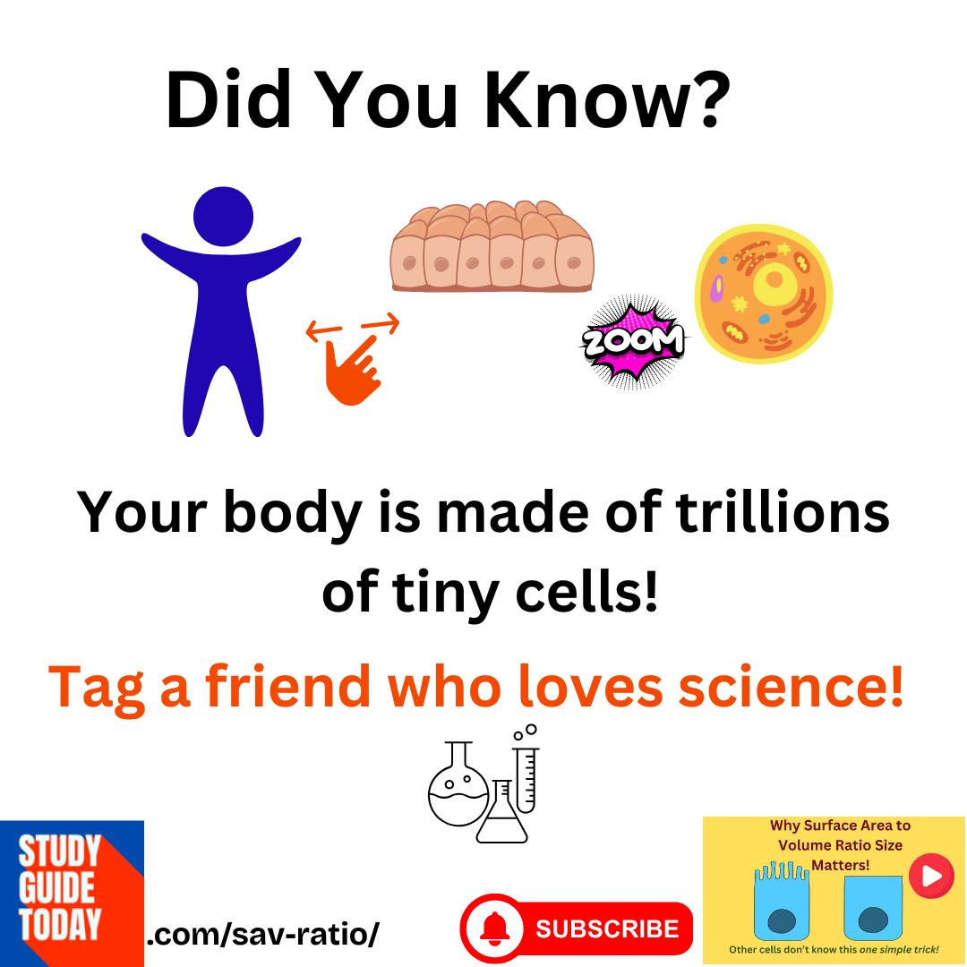 StudyGuideToday's tweet photo. Did You Know? 🧐 Your body is made of trillions of tiny cells! Tag a friend who loves science! 🧪  https://t.co/f54YE7pf5a #TinyCells #BodyScience #FunScience #ᴇᴅ���ᴄᴀᴛɪᴏɴᴀʟᴄᴏɴᴛᴇɴᴛ https://t.co/zB2O9xVAbf