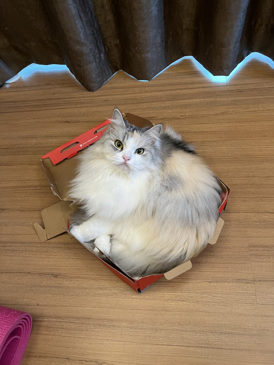 ubel_bluebell's tweet image. ubel yang paling cantik di dunia 🗺️
semua suka ubel🥰
ubel kesayangan warga🤗
ubel number one😎
ubel yang paling gemash😽
meowma sayang ubel🫶🏼
semua sayang ubel💕