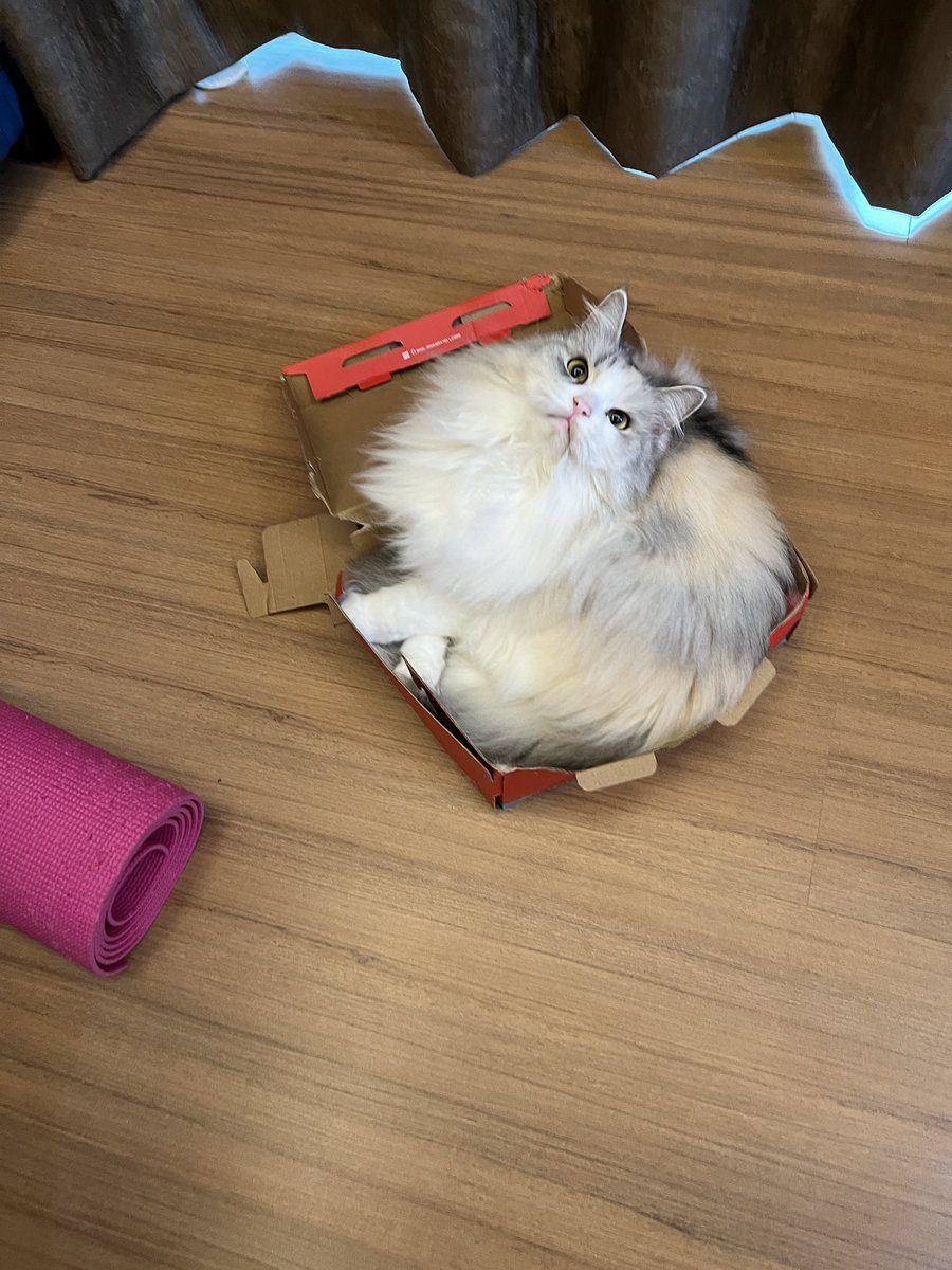 ubel_bluebell's tweet image. ubel yang paling cantik di dunia 🗺️
semua suka ubel🥰
ubel kesayangan warga🤗
ubel number one😎
ubel yang paling gemash😽
meowma sayang ubel🫶🏼
semua sayang ubel💕