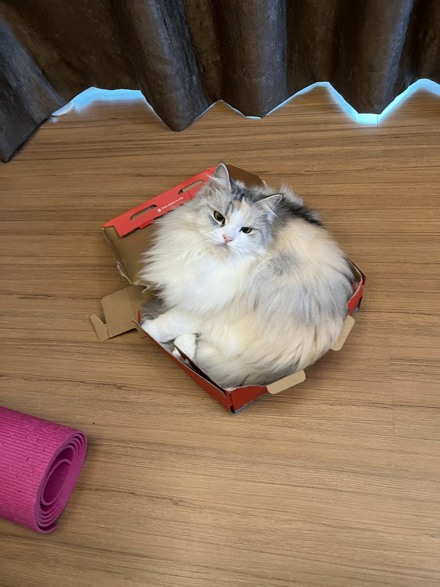 ubel_bluebell's tweet image. ubel yang paling cantik di dunia 🗺️
semua suka ubel🥰
ubel kesayangan warga🤗
ubel number one😎
ubel yang paling gemash😽
meowma sayang ubel🫶🏼
semua sayang ubel💕