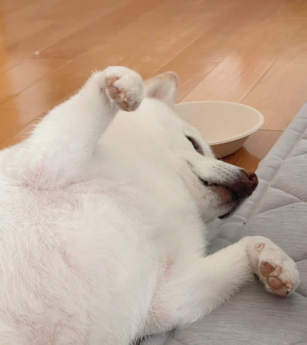 go20597673's tweet image. ドーン💥💥💥

紙のお皿でミルクを飲んだら、急に寝た☺️

＃白柴
＃柴犬のいる暮らし