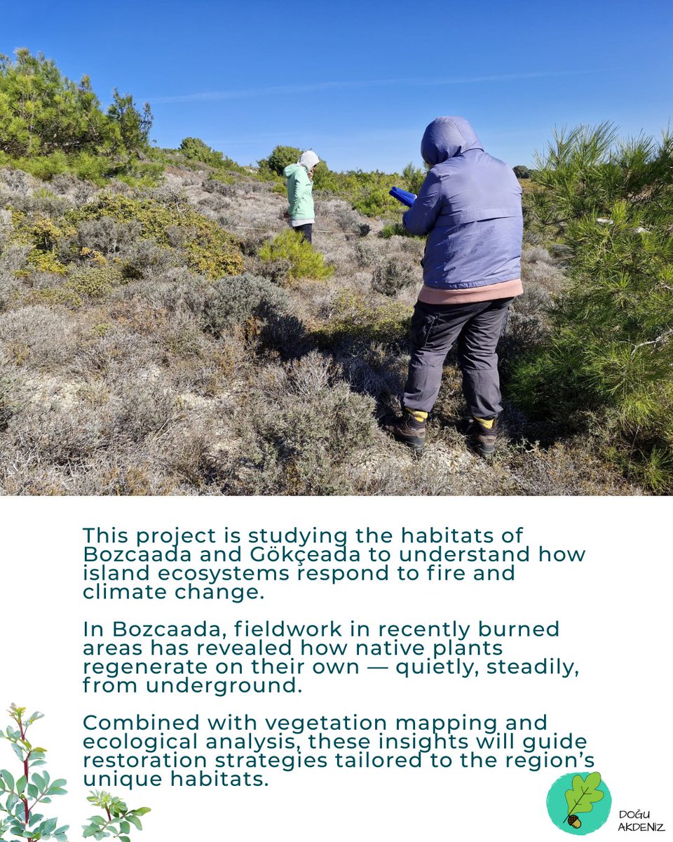 TurquoiseFund's tweet image. 🌿 Wildfires threaten island ecosystems like Bozcaada &amp;amp; Gökçeada. @doguakdenizarastirma is leading post-fire recovery with nature-based solutions.  
🌱 Native shrubs regrow on their own
🌳 Mastic &amp;amp; kermes oak resprout underground
📍 Burned lands still hold life