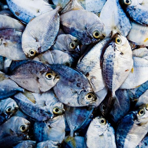 FertilityMaxx's tweet image. There seems to be some confusion around Omega-3.
It's anti-inflammatory. Cool.
But inflammation is a response.
We praise suppression instead of asking:
Why is your body inflamed in the first place?
Root cause > symptom patching.