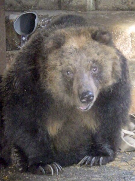 bearpark_jp's tweet image. のぼりべつクマ牧場の「ノリピー」が7月14日に亡くなりましたのでご報告させていただきます。
詳細は下記URLにてご覧ください。
bearpark.jp/2507norip/