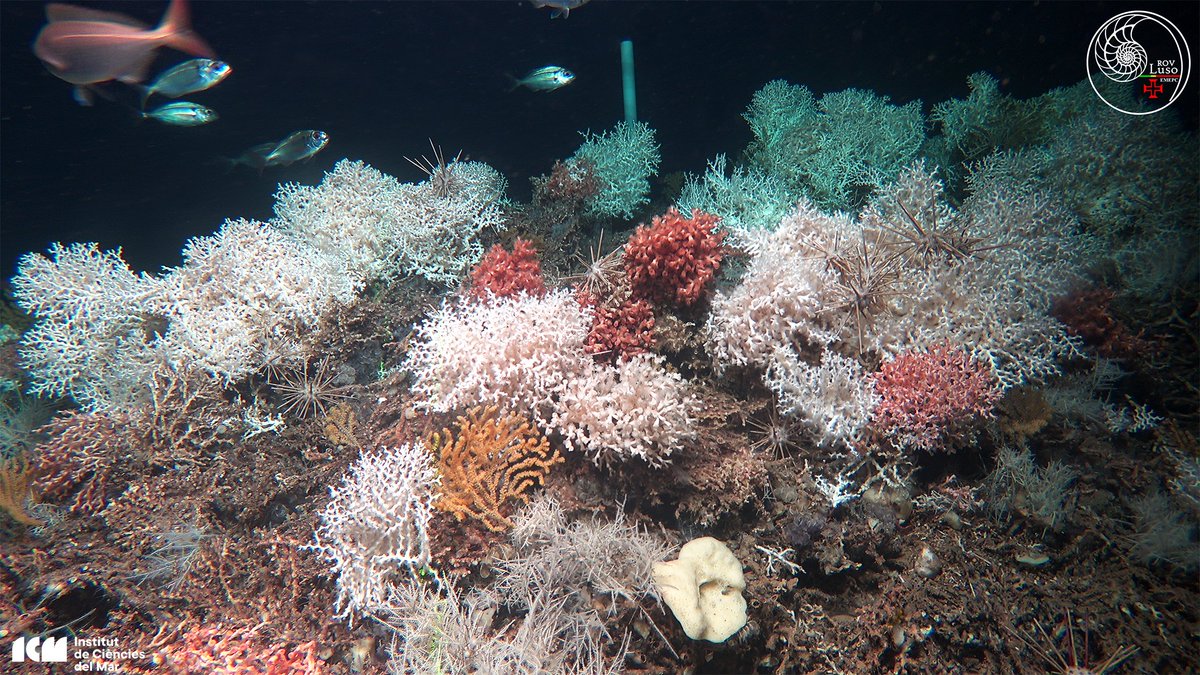 Science based management is the unique way forward to protect our seas!🪸🐟Spanish Government <a href="/gobmapa/">Ministerio de Agricultura, Pesca y Alimentación</a> announced to ban fishing activities on Cabliers reefs! A big step ahead towards our final bet: a definitive transboundary protection of this deep-sea oasis! <a href="/ICMCSIC/">ICM-CSIC</a>