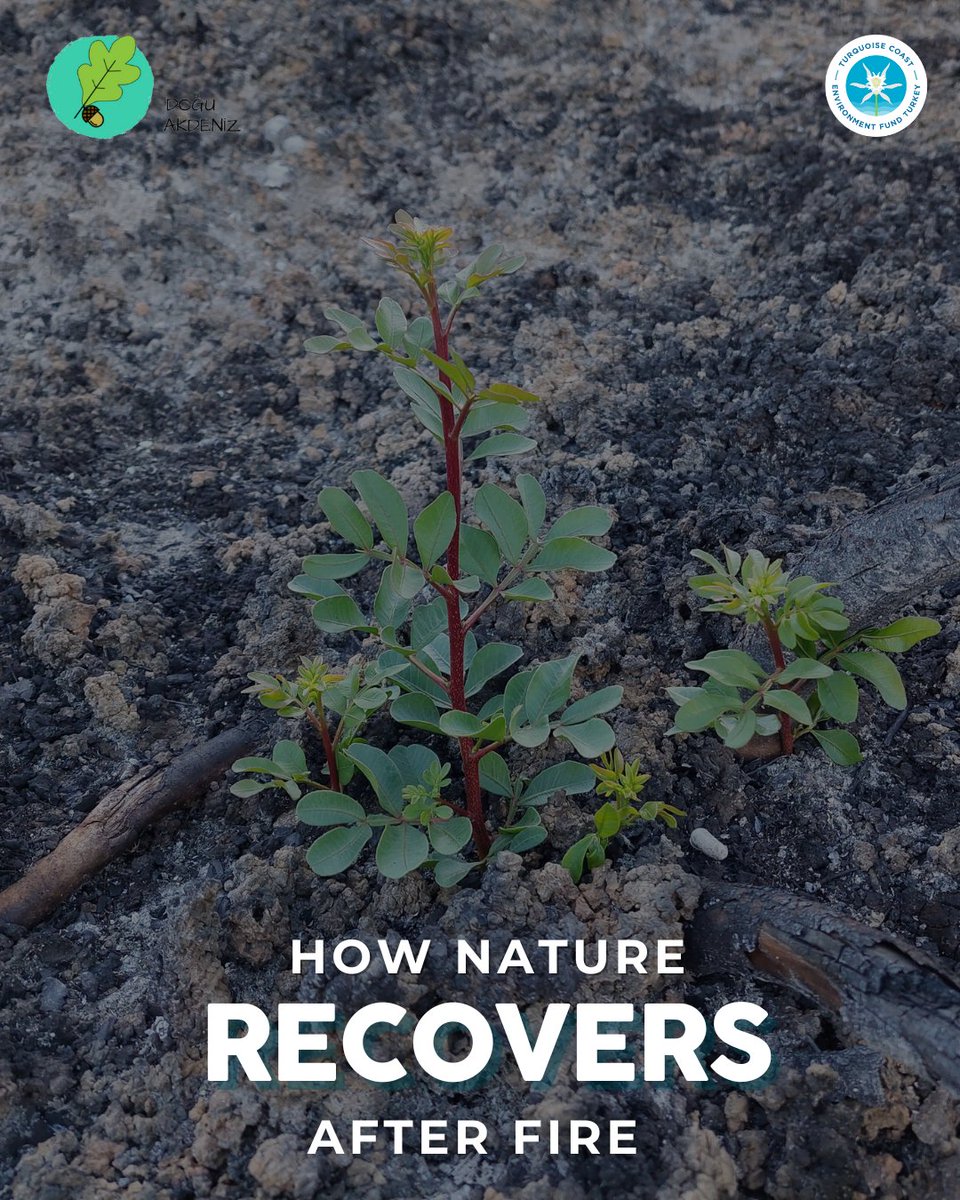 TurquoiseFund's tweet image. 🌿 Wildfires threaten island ecosystems like Bozcaada &amp;amp; Gökçeada. @doguakdenizarastirma is leading post-fire recovery with nature-based solutions.  
🌱 Native shrubs regrow on their own
🌳 Mastic &amp;amp; kermes oak resprout underground
📍 Burned lands still hold life