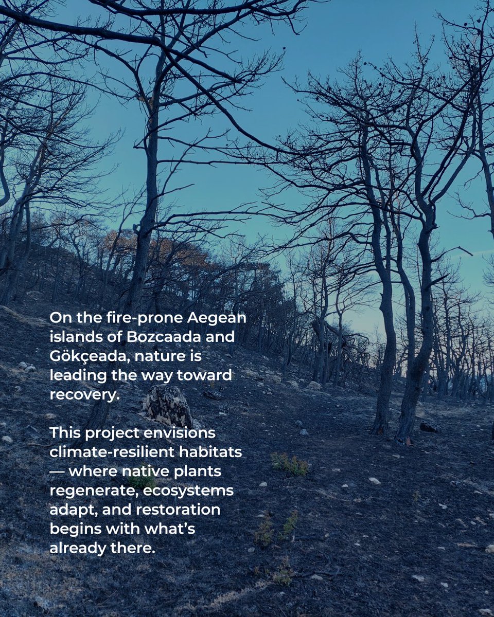 TurquoiseFund's tweet image. 🌿 Wildfires threaten island ecosystems like Bozcaada &amp;amp; Gökçeada. @doguakdenizarastirma is leading post-fire recovery with nature-based solutions.  
🌱 Native shrubs regrow on their own
🌳 Mastic &amp;amp; kermes oak resprout underground
📍 Burned lands still hold life
