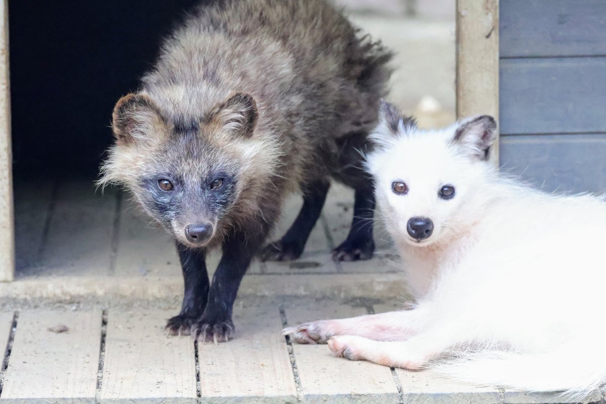 renard0214's tweet image. ∵∵
#しろとり動物園 #shirotorizoo
#ホンドタヌキ #racoondog #tanuki
#ティアラ #ぶんぶく
📷️2025.07