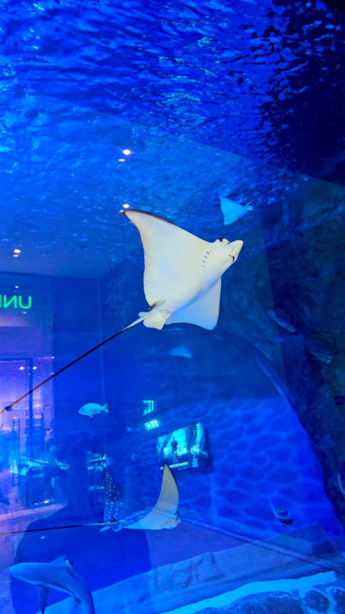 life_inframe's tweet image. Diving into the underwater wonderland at Dubai Mall Aquarium! 🐠✨ #DubaiMallAquarium #UnderwaterMagic